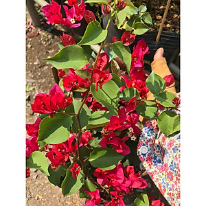 Cây bông giấy đỏ - cây cảnh vườn + Tặng phân bón cho cây