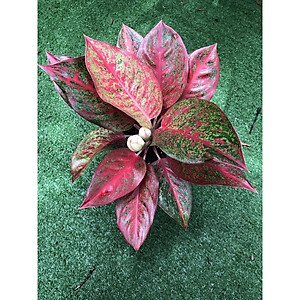 Cây Như Ý - cây cảnh để bàn + tặng phân bón cho cây