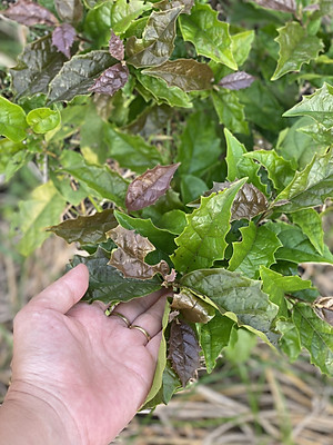 Combo 2 Gói trà mát gan - Xạ đen + Cà gai leo sao vàng hạ thổ - hàng chuẩn của HopHoaCoop