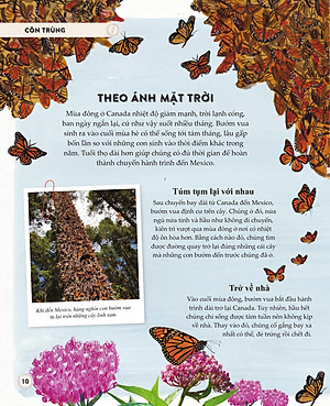 Sách - Amazing Animal Journeys - Những Chuyến Di Cư Và Hành Trình Phi Thường Nhất! - Bìa Cứng