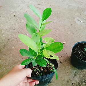 Cây chanh vàng mỹ