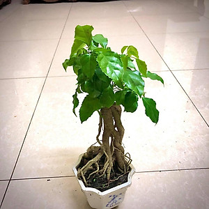 Cây hạnh phúc bonsai cao 25-30cm