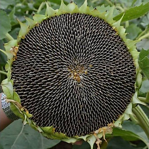 Hạt hướng dương Martin rang muối 100g