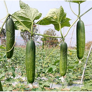  Hạt giống Hạt Giống Dưa Leo OP Dễ Trồng, Năng Suất Cao gói 5gr- NON GMO- Hạt giống Rạng Đông, Chất lượng vượt trội!