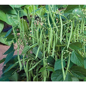 Hạt Giống Đậu Cove Cao Sản RADO 557 - 20gr - Dạng trái thẳng dài, màu xanh mỡ, bóng đẹp, ăn rất ngon và ngọt