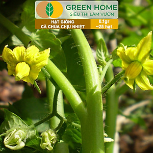Hạt Giống Cà Chua Greenhome, Gói 0.1gr~25 hạt, Chịu Nhiệt, Trồng Chậu, Ra Nhiều Quả, Cây Sinh Trưởng Nhanh T15
