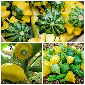 Hạt giống bí đĩa bay nhiều màu - bí đĩa bay Mix VTS89