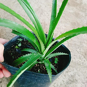 Cây dứa kiểng - cây thơm baby + tặng phân bón