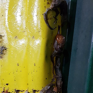 Bộ 5 mét Keo bẫy ruồi đục trái, bẫy bọ trĩ, bọ phấn, sâu vẽ bùa và bẫy các côn trùng khác của Israel với thời gian trên 6 tháng 