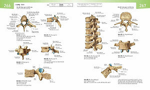 Sách Sobotta Atlas Giải Phẫu Người