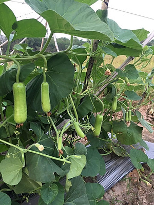 HẠT GIỐNG BẦU SAO LAI F1 RADO 26- NÃY MẦM CỰC CHUẦN, SIÊU TRÁI