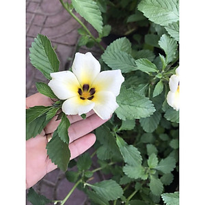 Cây Đông Hầu ( Hoa Dừa Kem - Hoa Dừa Cạn ) - Cây cảnh vườn + Tặng phân bón cho cây mau lớn