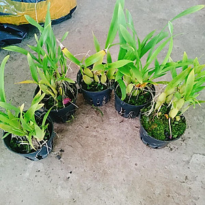 Lan Vũ Nữ - cây cảnh trong nhà + tặng phân bón cho cây mau lớn