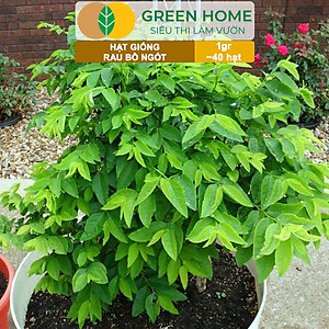 Hạt Giống Rau Bồ Ngót Greenhome, Gói 0,5g, Dễ Trồng Quanh Năm, Nảy Mầm Cao, Thu Hoạch Nhanh, Năng Suất Cao R18