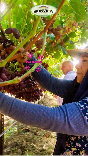 Nho khô Sunview Raisins Mỹ không hạt 3 màu giàu Vitamin khoáng chất, tốt cho tim mạch (425g/hộp) - QuaTangMe Extaste