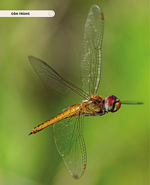 Sách - Amazing Animal Journeys - Những Chuyến Di Cư Và Hành Trình Phi Thường Nhất! - Bìa Cứng