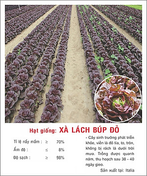 Hạt giống Xà lách búp đỏ chịu nhiệt VTP137