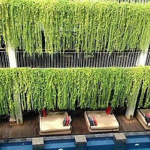 Cây cúc tần ấn độ - cây cảnh vườn + tặng phân bón cho cây