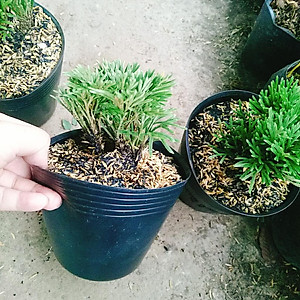 Cây Trường Sinh Thảo - cây cảnh bonsai + tặng phân bón cho cây mau lớn