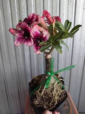 Cây Sứ Thái Kép Hoa Tím - cây cảnh để trong nhà + tặng phân bón cho cây