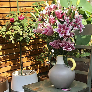 Bột Cắm Hoa Lily Tươi Lâu, Hiệu Longlife nhập khẩu Isarel (Bộ 30 gói)