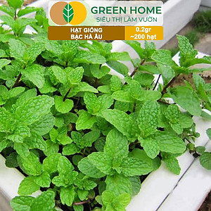 Hạt Giống Bạc Hà Âu Greenhome, Gói 0,1gr, Húng Lũi Dễ Trồng Quanh Năm, Nảy Mầm Cao, Thu Hoạch Nhanh, Năng Suất Cao G02