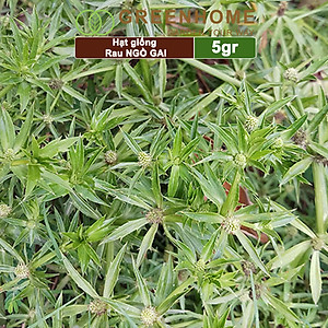 Hạt Giống Ngò Gai Greenhome, Gói 5gr~5000 hạt, Mùi Tàu, Dễ Trồng Quanh Năm, Nảy Mầm Cao, Thu Hoạch Nhanh, Năng Suất Cao G08