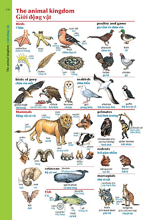 Oxford Advanced Learner's Dictionary 8th with Vietnamese Translation (PB)