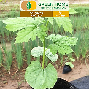 Hạt Giống Khổ Qua Greenhome, Gói 1gr~10 hạt, Dễ Trồng Quanh Năm, Nảy Mầm Cao, Thu Hoạch Nhanh, Năng Suất Cao T05