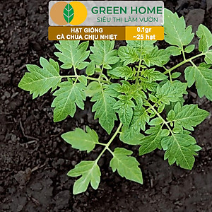 Hạt Giống Cà Chua Greenhome, Gói 0.1gr~25 hạt, Chịu Nhiệt, Trồng Chậu, Ra Nhiều Quả, Cây Sinh Trưởng Nhanh T15