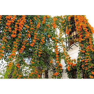 Cây hoa đăng tiêu - cây cảnh vườn + tặng phân bón cho cây