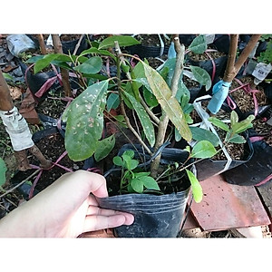 Cây cà na thái giống - Cà na tứ quý - cây ăn quả + tặng phân bón cho cây