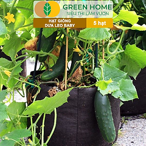 Hạt Giống Dưa Leo Baby Greenhome, Gói 5 Hạt, Trái Suôn Dạng Chùm Giòn Ngọt, Dễ Trồng Quanh Năm, Năng Suất Cao T01