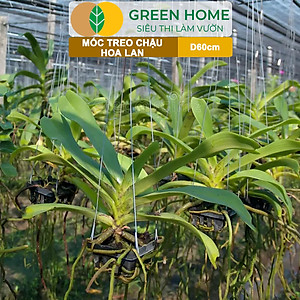 10 Móc Treo Chậu Lan Greenhome, D60Cm, Thiết Kế Tối Giản, Thẩm Mỹ, Treo Lan, Chậu Hoa, Dễ Sử Dụng