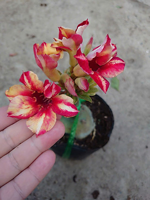 Cây Hoa Sứ Thái Ghép (giao màu ngẫu nhiên)