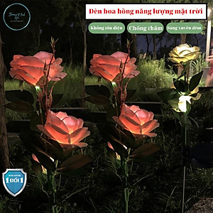 Đèn hoa hồng năng lượng mặt trời ED04 SolaZ trang trí sân vườn, tự động phát sáng, 0 đồng tiền điện