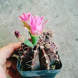 Xương Rồng Gym - cây cảnh để bàn