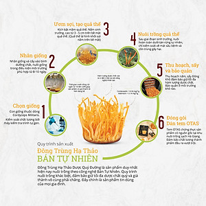 Đông trùng hạ thảo bán tự nhiên Dược Quý Đường hộp 20g - Hỗ trợ bổ phế, ích can thận, bồi bổ cơ thể