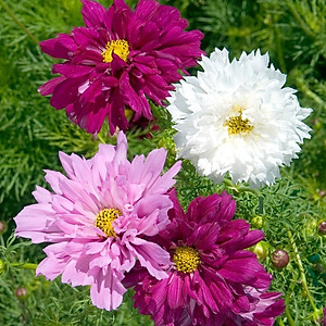 Hạt giống Hoa Sao Nhái cánh kép nhiều màu VTS122