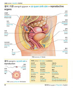 Sách Korean Vietnamese English Trilingual Dictionary