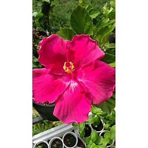 Cây hoa dâm bụt tím sen (cánh đơn) - cây cảnh vườn + tặng phân bón cho cây