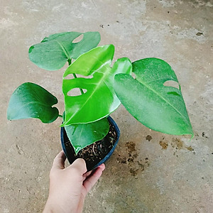 Trầu Bà Lá Xẻ - trầu bà nam mỹ - cây cảnh để trong nhà + tặng phân bón cho cây mau lớn