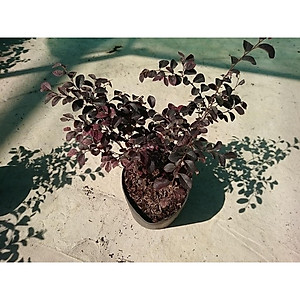 Cây Hồng Phụng - cây cảnh để bàn + tặng phân bón cho cây