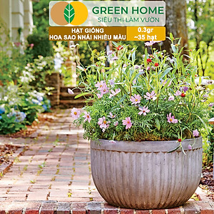 Hạt Giống Hoa Sao Nhái Mix Greenhome, Gói 0,3gr~35 hạt, Sai Hoa, Màu Rực Rỡ, Dễ Trồng Quanh Năm, Nảy Mầm Cao H13