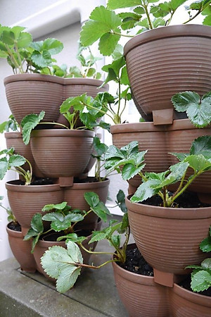 Chậu nhựa trồng cây cảnh 03 khoang Yamada 4L - Nhập khẩu trực tiếp từ Nhật Bản