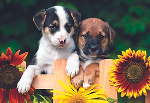 Tranh xếp Hình Tia Sáng Cún Con Đón Mẹ (247 Mảnh Ghép)