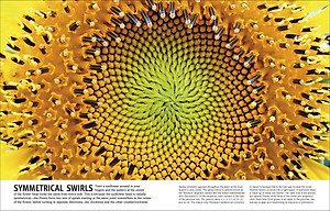 Trees, Leaves, Flowers And Seeds: A Visual Encyclopedia Of The Plant Kingdom