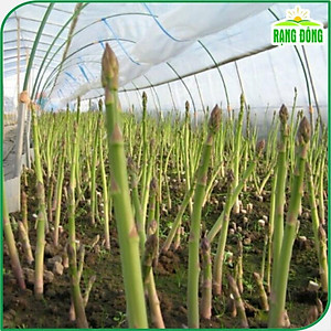 Hạt giống Măng Tây Xanh Chịu Nhiệt Tốt, Dễ Trồng, Kháng Sâu Bệnh - Hạt giống Rạng Đông