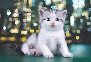 Tranh xếp Hình Tia Sáng Thơ Ngây (247 Mảnh Ghép)