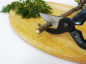 Kéo cắt cành cao cấp Nhật Bản Chikamasa PST-8 chiều dài lưỡi 45mm - lưỡi thép carbon chất lượng cao siêu bén - cắt ngọt, không bám dính, liền sẹo nhanh